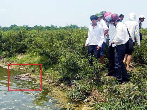 Rắn hổ chúa quấn nhau chết gần đền thiêng, Tin tức trong ngày, ran ho chua, ran chua, linh thieng, me tin, ran than, phoi nang, nau cao ran, bao, tin tuc, tin hot, tin hay