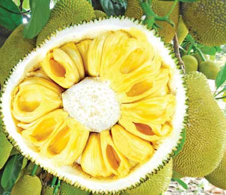 8 lợi ích sức khỏe tuyệt vời từ trái mít, Sức khỏe đời sống, Suc khoe, trai mit, ung thu, tang cuong mien dich, cao huyet ap, thieu mau, bao.