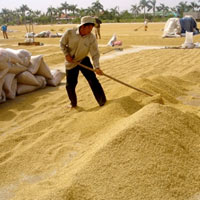 Nông dân bảo lỗ, VFA nói có lời
