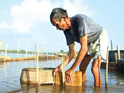 Kỳ thú săn cá thài bai "đệ nhất ngon", Ẩm thực, am thuc, cai thai bai, mon ngon, ca hap, ca xuc banh trang, mon ngon de lam, bao
