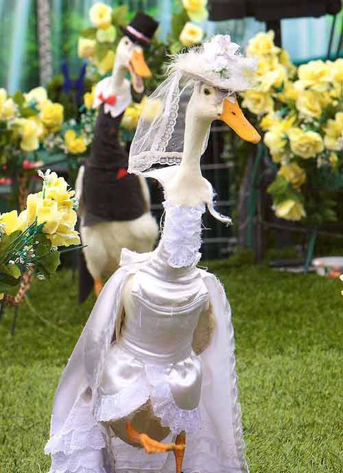 Những “cô dâu, chú rể” mỏ dài - 1