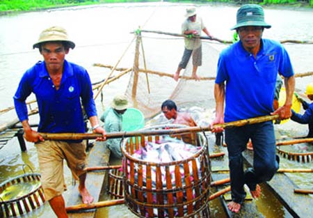Ngành cá muốn tái lập giá sàn, Thị trường - Tiêu dùng, gia ca tra, san ca tra, xuat khau, che bien, thuy san, kinh te, doanh nghiep, bao