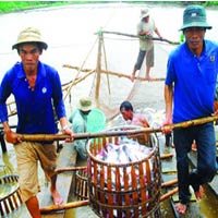 Ngành cá muốn tái lập giá sàn