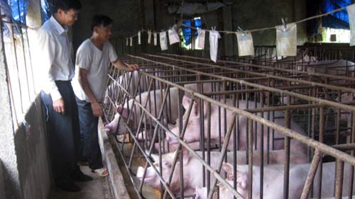 Hậu “cơn bão” chất tạo nạc, Thị trường - Tiêu dùng, chat tao nac, gia thit lon, nganh chan nuoi, kinh te, trang trai, thiet hai, thit lon giam gia, bao