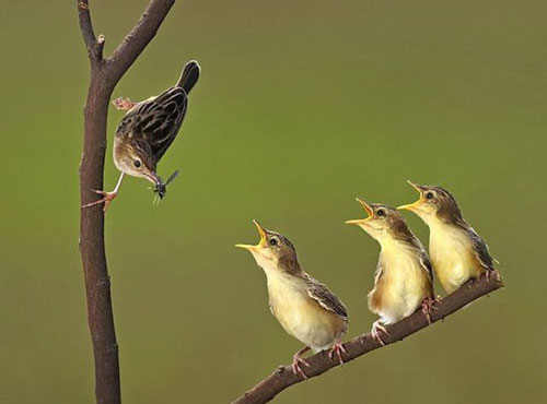 Cười vỡ bụng với tranh vui (17), Cười 24H, tranh vui, anh vui, tranh dep, anh dep, truyen cuoi, tho vui, bao, hoi quan cuoi, cuoi 24h