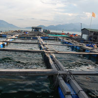 Xử lý người TQ nuôi cá bè trong tháng 6