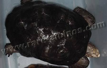 Áo đen bí ẩn của 10 con vật lạ, Phi thường - kỳ quặc, con vat la, mau long, bo long, mau da, ao den bi an, bao, rua, su tu, huou, soc, cao