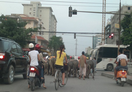 Những hình ảnh chỉ có ở Việt Nam (66), Tranh vui, Cười 24H, chi co o viet nam, tranh vui, tranh hai, anh vui, anh hai, bao, cuoi 24h