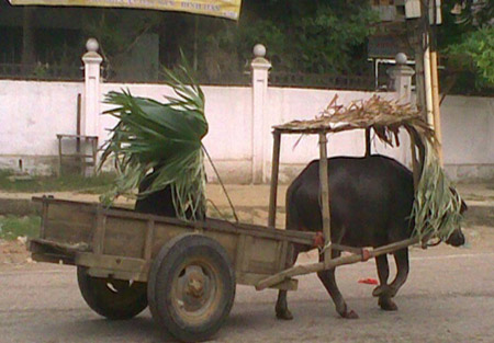 Những hình ảnh chỉ có ở Việt Nam (65), Tranh vui, Cười 24H, chi co o viet nam, tranh vui, tranh hai, anh vui, anh hai, bao, cuoi 24h