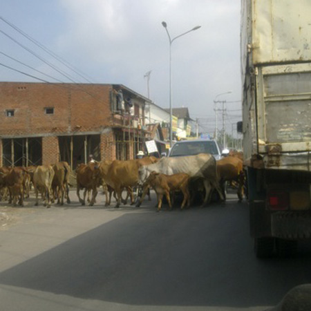 Những hình ảnh chỉ có ở Việt Nam (65), Tranh vui, Cười 24H, chi co o viet nam, tranh vui, tranh hai, anh vui, anh hai, bao, cuoi 24h