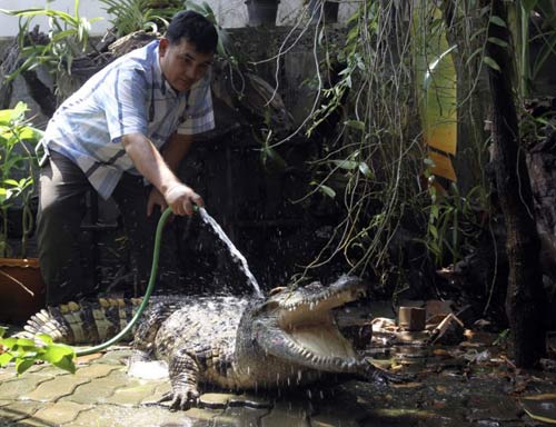 Ảnh đẹp: Mèo con trèo lên đầu chó - 10