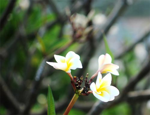 Về đảo Bình Ba hoang sơ tuyệt đẹp - 10