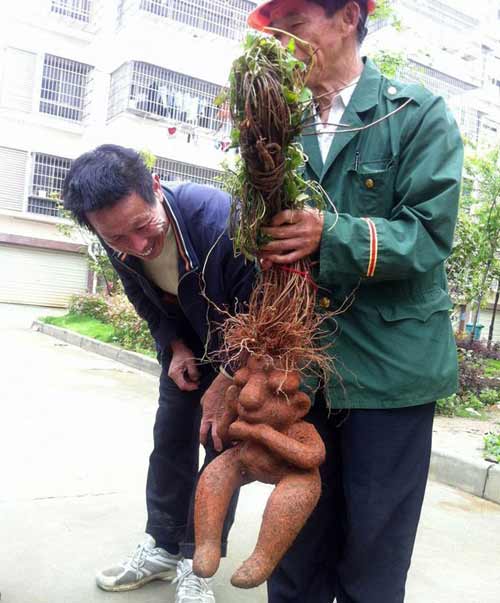 Cặp rễ cây hà thủ ô có hình dáng nam nữ kỳ lạ - 1