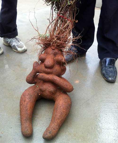 Cặp rễ cây hà thủ ô có hình dáng nam nữ kỳ lạ - 2