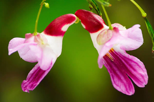 5 loài hoa đẹp và quý hiếm nhất thế giới