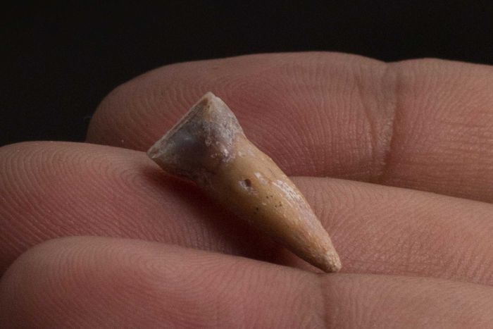 Tìm thấy xương “người lùn” Hobbit 700.000 năm ở châu Á - 2