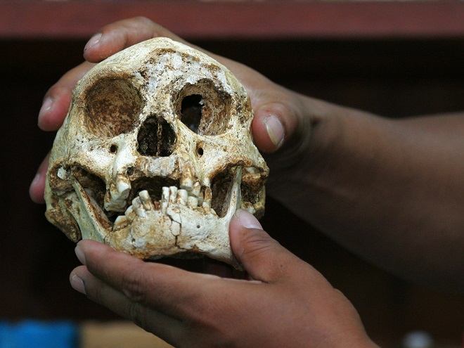 Tìm thấy xương “người lùn” Hobbit 700.000 năm ở châu Á - 3