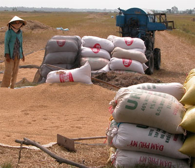 Dân khóc vì 2 triệu tấn lúa ế, Thị trường - Tiêu dùng, ế,lúa,nông dân,bám cây lúa,đất ruộng,thủy lợi