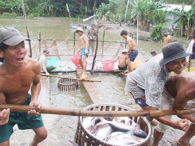 Cá tra và tôm Việt Nam ngơ ngác, Thị trường - Tiêu dùng, thị trường, thủy sản, tràn dầu, cá tra, tôm, thiếu hụt, giảm giá