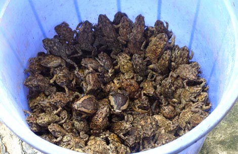 "Ăn ngủ" cùng 4000 con rắn độc, Tin tức trong ngày, tỷ phú,nuôi rắn độc,hổ phì,kinh tế,đống tiền,tỉ phú