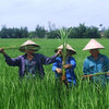 Hoảng hốt vì lúa lớn như cây sậy