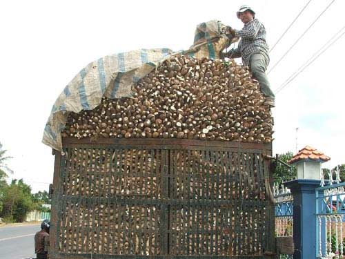 Cuộc chiến mì lát khô - 1