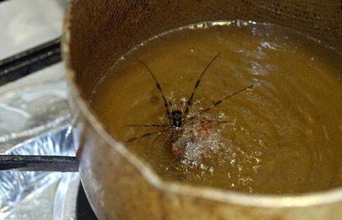 Ghê rợn với những món ăn 'sâu bọ', Phi thường - kỳ quặc, chuyen la, chuyen la the gioi, banh gato, con trung, blog, Shoichi Uchiyama, nha van Nhat Ban