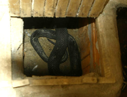 Tự chặt tay vì nuôi rắn chúa - 1