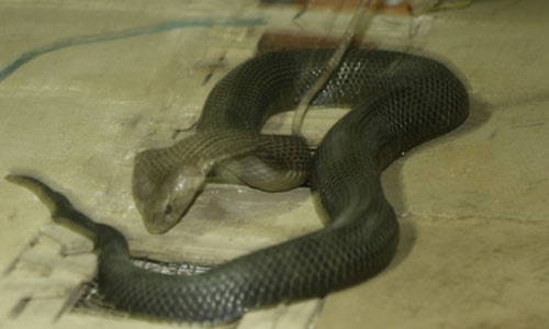 Tự chặt tay vì nuôi rắn chúa - 2