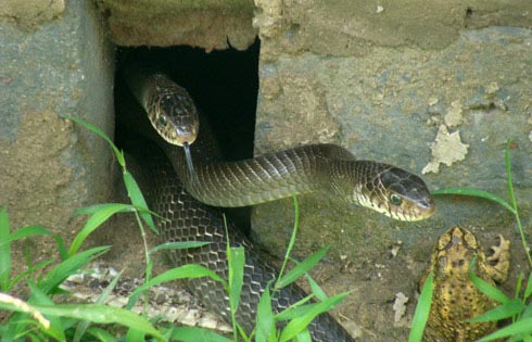 Tự chặt tay vì nuôi rắn chúa - 3