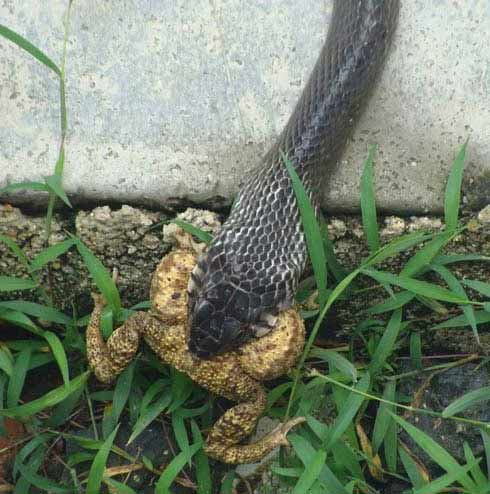 Tự chặt tay vì nuôi rắn chúa - 5