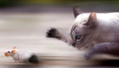 Hài hước động vật... đi lính - 4