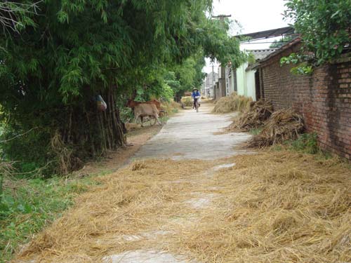 Đến làng "nói tức" ở Bắc Ninh - 1