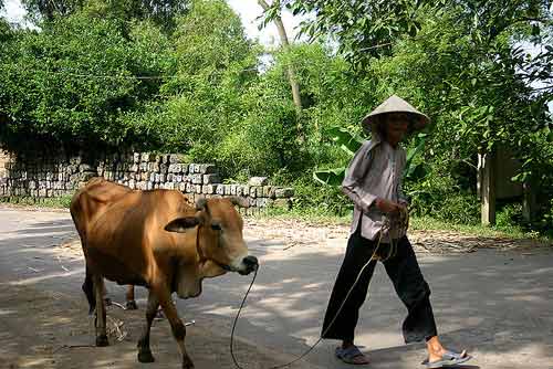 Đến làng "nói tức" ở Bắc Ninh - 3