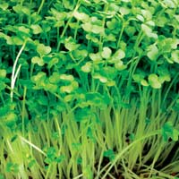 Sử dụng nấm & rau mầm đúng cách