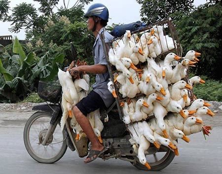 Những hình ảnh chỉ có ở Việt Nam (74), Cười 24H, chi co o viet nam, tranh vui, anh vui, tranh hai, anh hai, bao, cuoi 24h