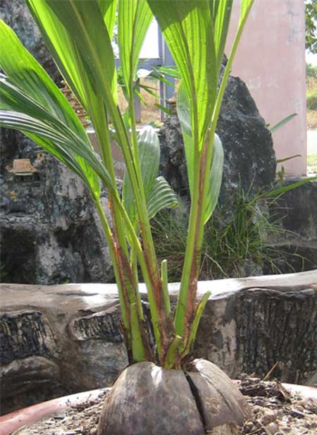 Những hình ảnh chỉ có ở Việt Nam (75) - 1