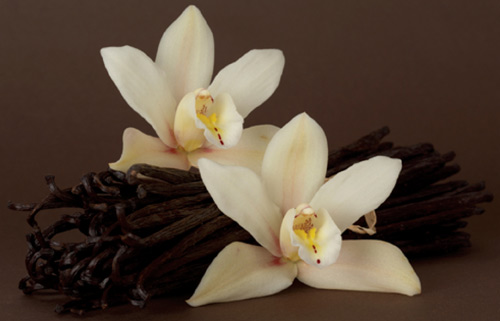 Vanilla - Gia vị đắt thứ 2 thế giới - 1