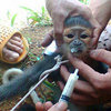 Ngang nhin git voc v c bao che 