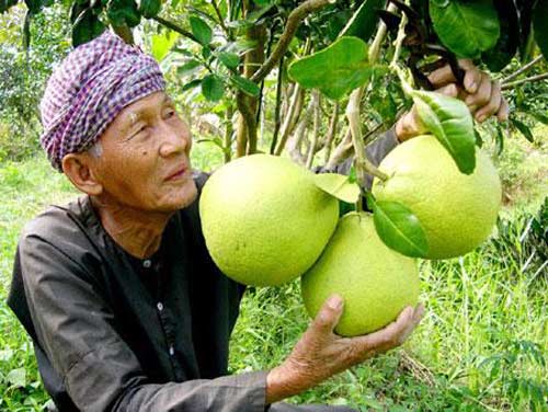 Top 50 trái cây nổi tiếng nhất Việt Nam - 9