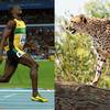 Usain Bolt  ti cng bo m Cheetah