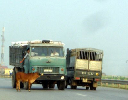 Những hình ảnh chỉ có ở Việt Nam (94) - 6