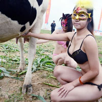 Mẫu bikini khuấy động cuộc thi HH bò sữa
