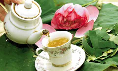 Uống lá sen giảm béo: Dễ ngộ độc, tiêu chảy - 1