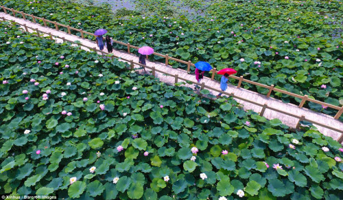 Lạc giữa hồ hoa sen đẹp mê hồn ở Trung Quốc - 2