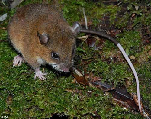 Nhiều động vật lạ ở Việt Nam được phát hiện, Phi thường - kỳ quặc, chuyen la,chuyen la viet nam,chuyen la co that,phat hien,dong vat la