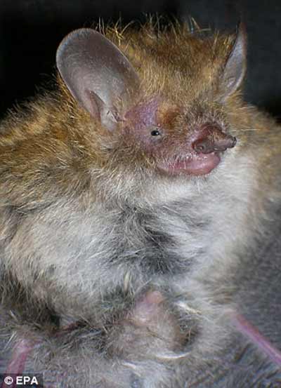 Nhiều động vật lạ ở Việt Nam được phát hiện, Phi thường - kỳ quặc, chuyen la,chuyen la viet nam,chuyen la co that,phat hien,dong vat la