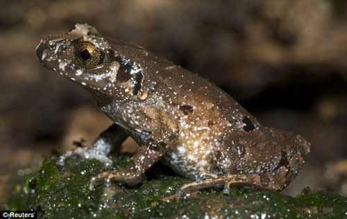 Nhiều động vật lạ ở Việt Nam được phát hiện, Phi thường - kỳ quặc, chuyen la,chuyen la viet nam,chuyen la co that,phat hien,dong vat la