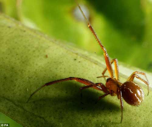 Nhiều động vật lạ ở Việt Nam được phát hiện, Phi thường - kỳ quặc, chuyen la,chuyen la viet nam,chuyen la co that,phat hien,dong vat la