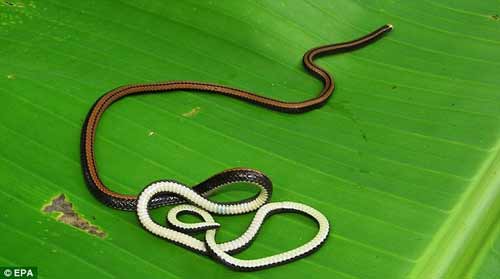 Nhiều động vật lạ ở Việt Nam được phát hiện, Phi thường - kỳ quặc, chuyen la,chuyen la viet nam,chuyen la co that,phat hien,dong vat la